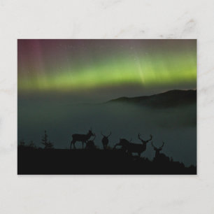 Northern Lights with Stags Postcard