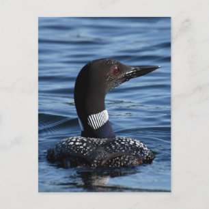 Northern Loon 3 Postcard