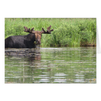 Northern Maine Moose