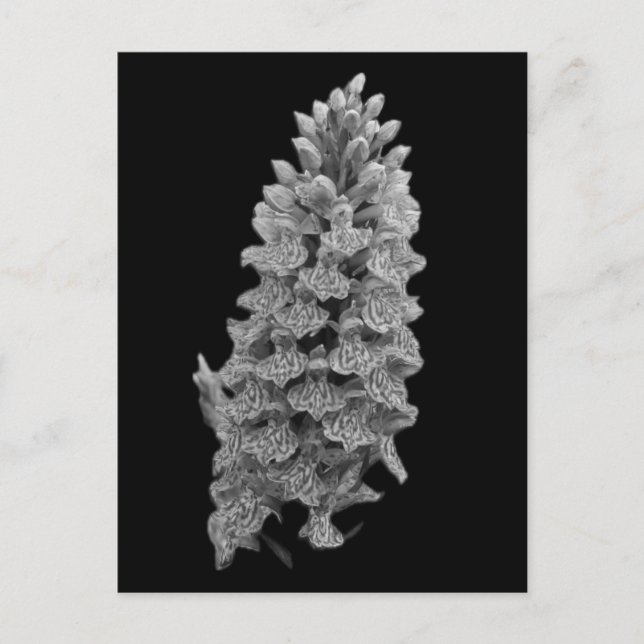 Northern Marsh Orchid Postcard (Front)