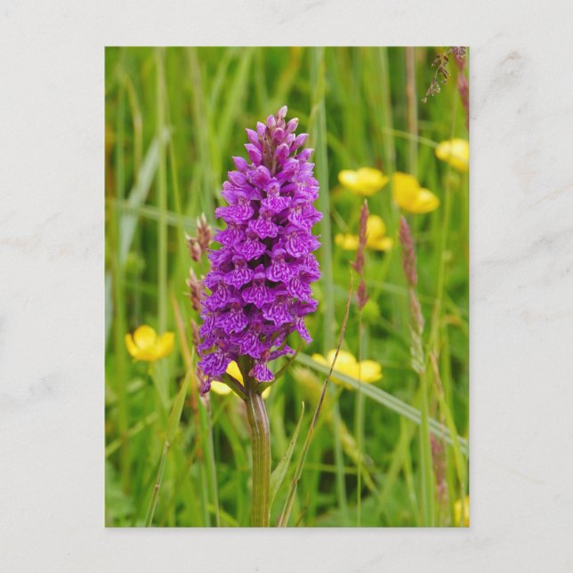 Northern Marsh Orchid Postcard (Front)