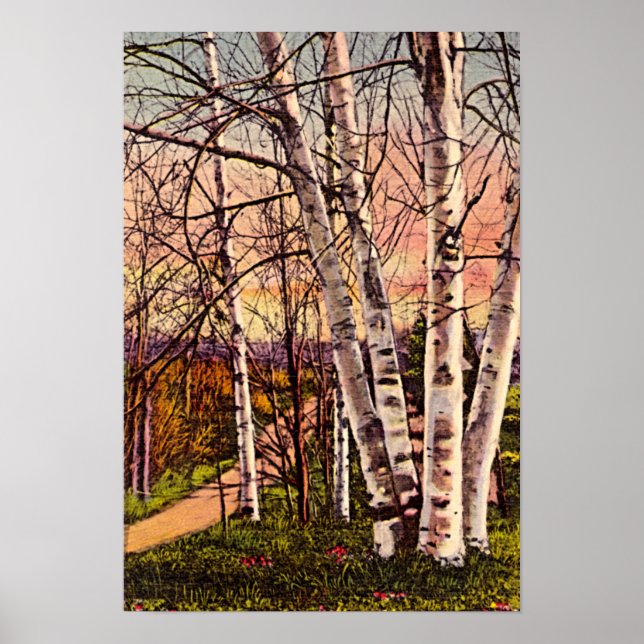 Northern Michigan Birch Trees in Spring Poster (Front)