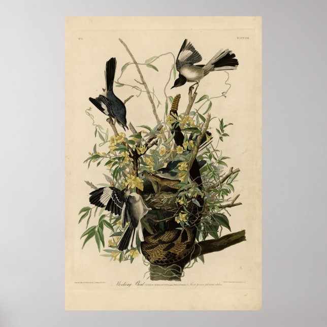 Northern Mocking Bird, Audubon's Birds of America Poster (Front)