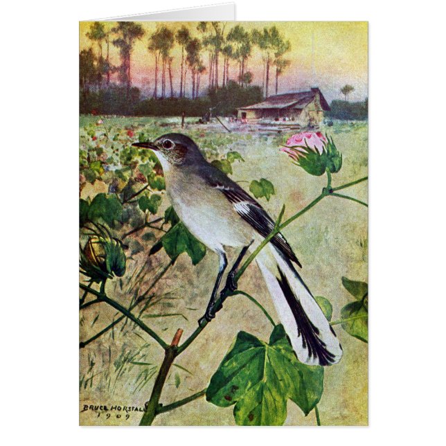 Northern Mockingbird (Front)