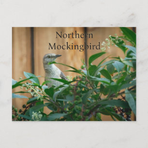Northern Mockingbird in Pokeweed Plant Postcard