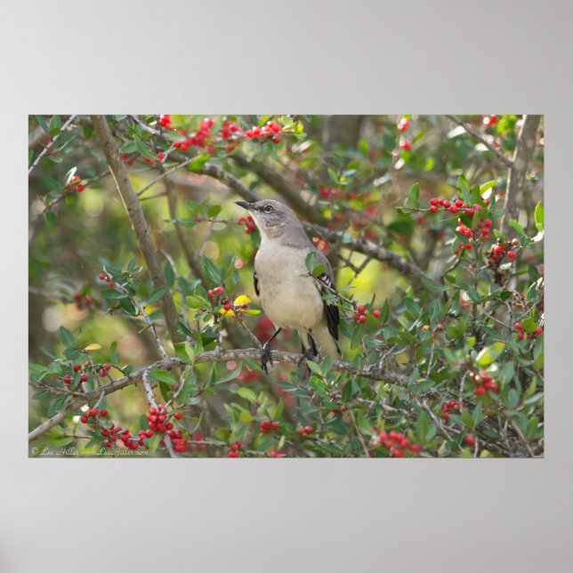 Northern Mockingbird in Red Berry Tree Poster (Front)