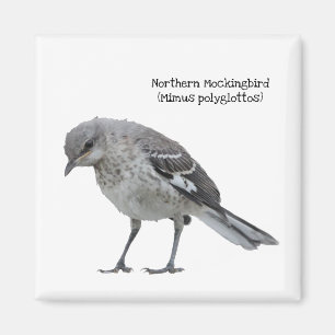 Northern Mockingbird Magnet