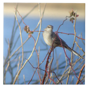Northern Mockingbird Photo Tile