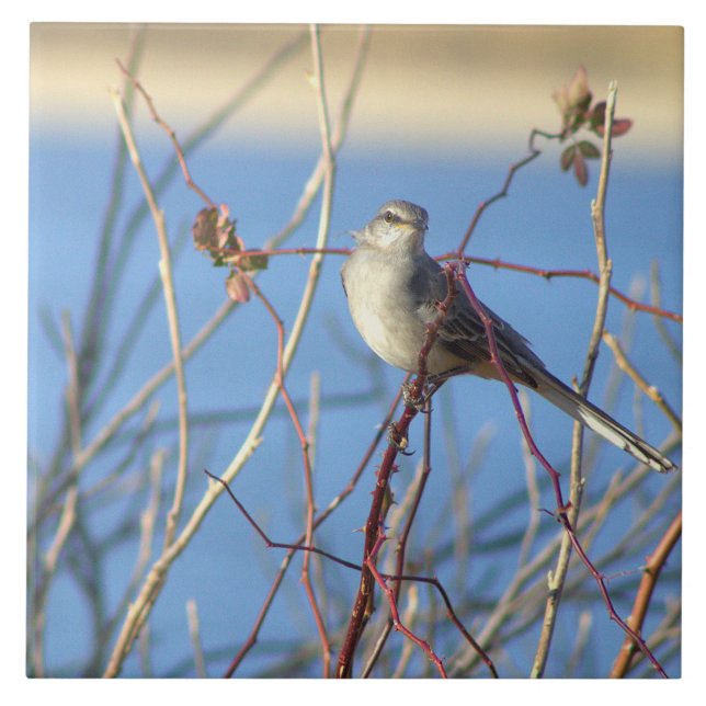 Northern Mockingbird Photo Tile (Front)