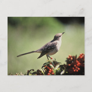 Northern mockingbird postcard