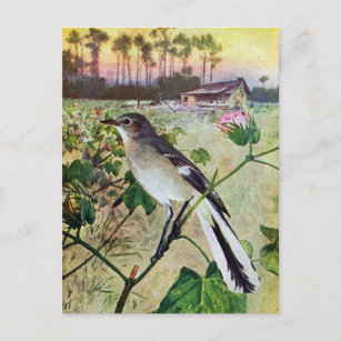 Northern Mockingbird Postcard