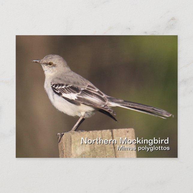 Northern Mockingbird Postcard (Front)