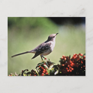 Northern Mockingbird Postcard