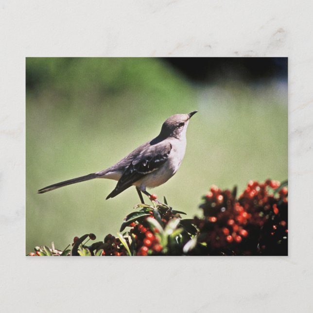 Northern Mockingbird Postcard (Front)
