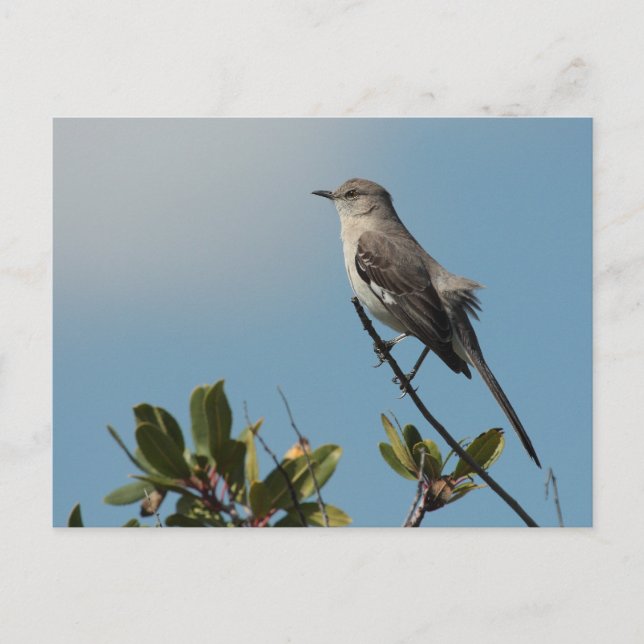 Northern Mockingbird Postcard (Front)