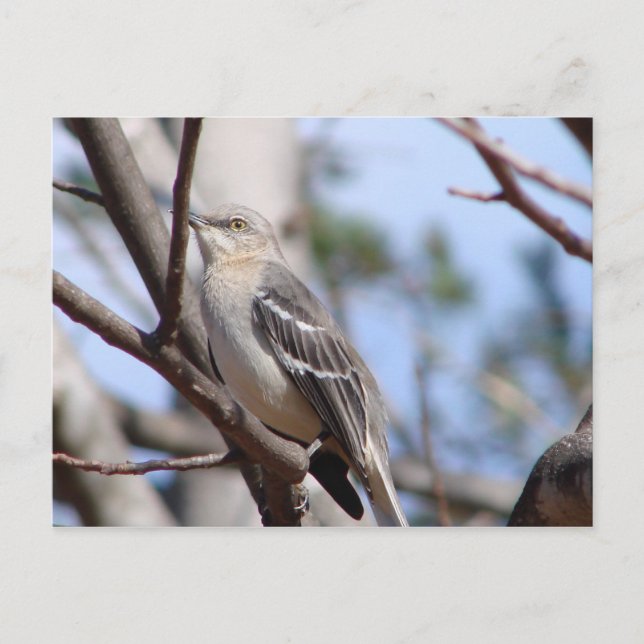 Northern Mockingbird Postcard (Front)