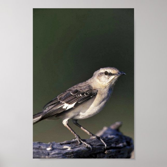 Northern Mockingbird Poster (Front)