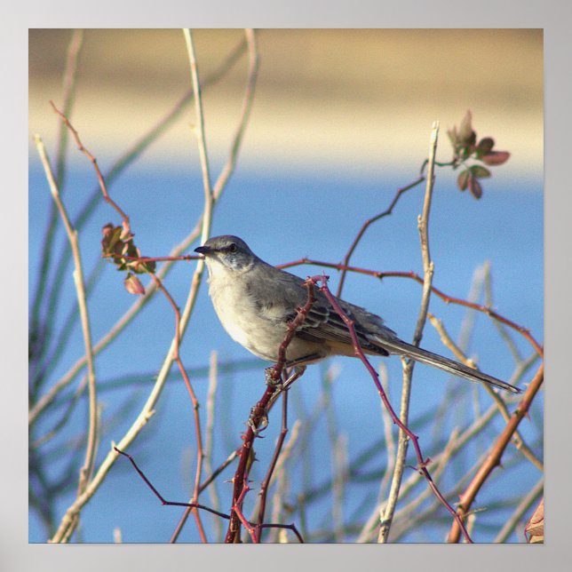 Northern Mockingbird Poster (Front)