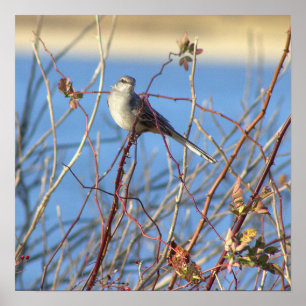 Northern Mockingbird Poster
