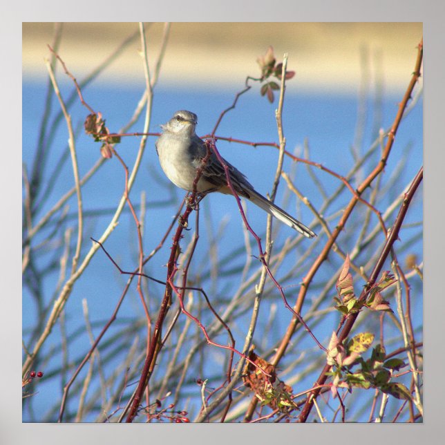 Northern Mockingbird Poster (Front)