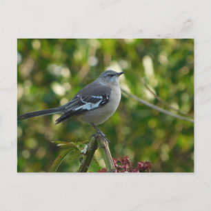 Northern Mockingbird Safety Harbour  Postcard