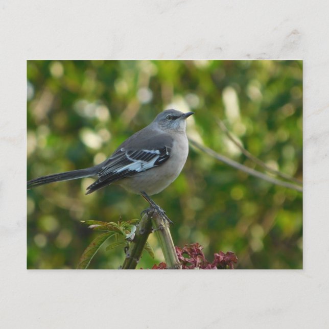 Northern Mockingbird Safety Harbour  Postcard (Front)