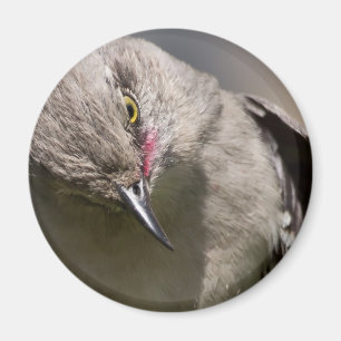 Northern Mockingbird takes a Bow Apparel & Gifts Magnet