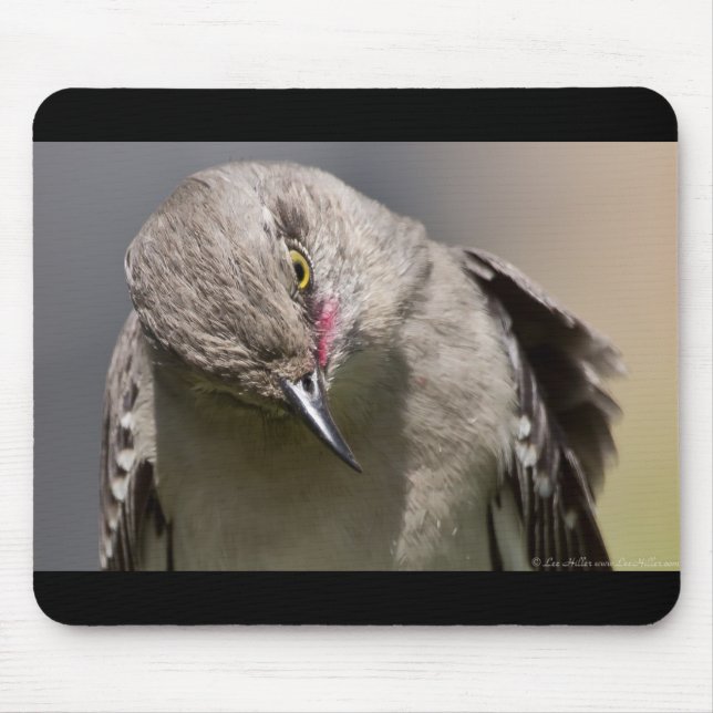 Northern Mockingbird takes a Bow Apparel & Gifts Mouse Mat (Front)
