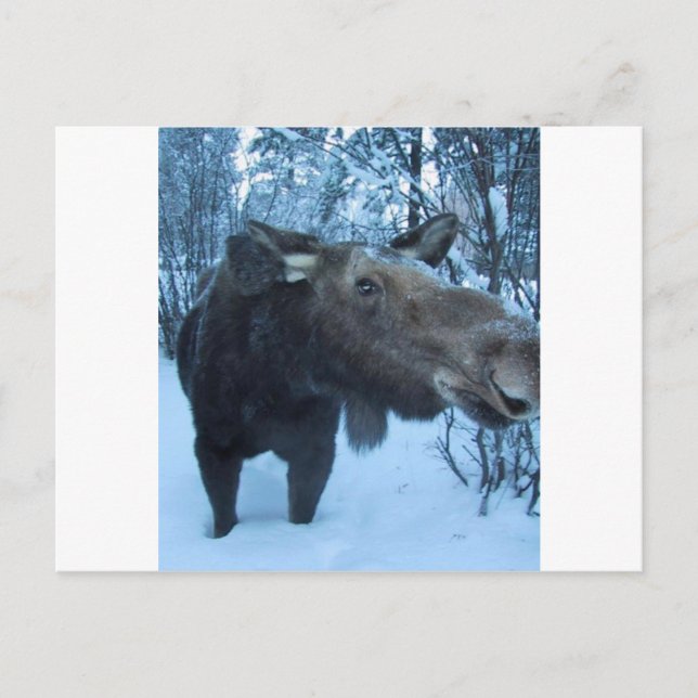 NORTHERN MOOSE POSTCARD (Front)