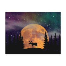 Northern Nights- Northern Lights