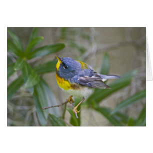 Northern Parula Parula americana)
