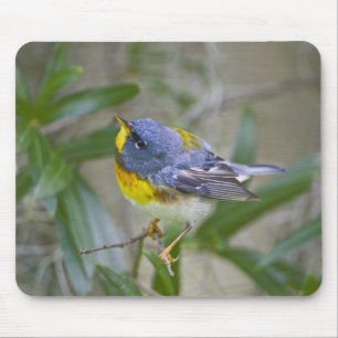 Northern Parula Parula americana) Mouse Mat