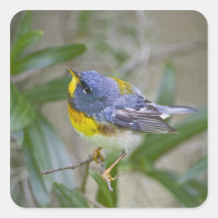 Northern Parula Parula americana) Square Sticker