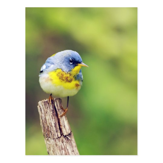 Northern Parula Warbler bird pretty photo Postcard
