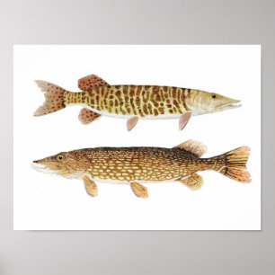 Northern Pike & Barred Muskie Art Poster