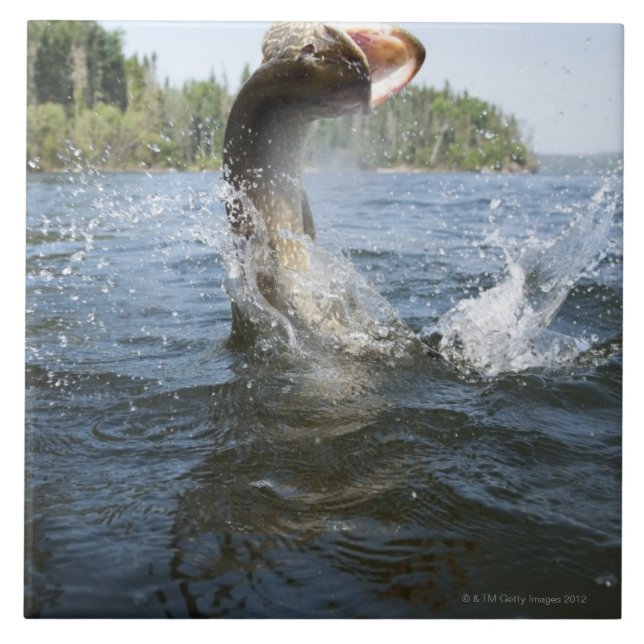 Northern Pike jumping out of water in a lake. Tile (Front)