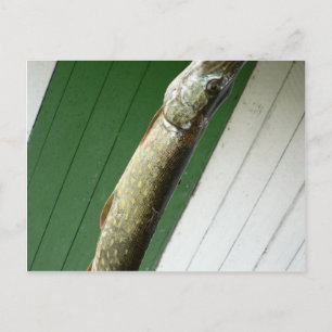 Northern Pike Postcard