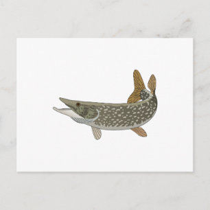 NORTHERN PIKE POSTCARD