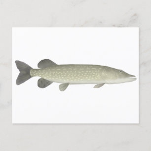 Northern Pike Postcard