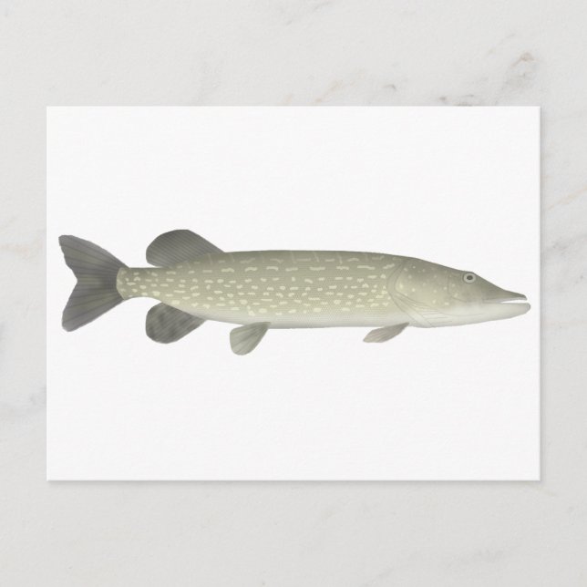 Northern Pike Postcard (Front)