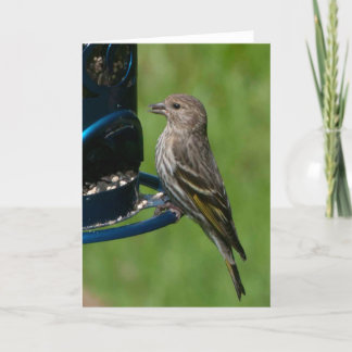 Northern Pine Siskin - Frameable Art Card