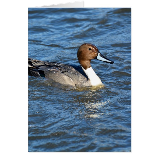 Northern Pintail Duck (Front)