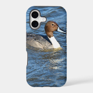 Northern Pintail Duck