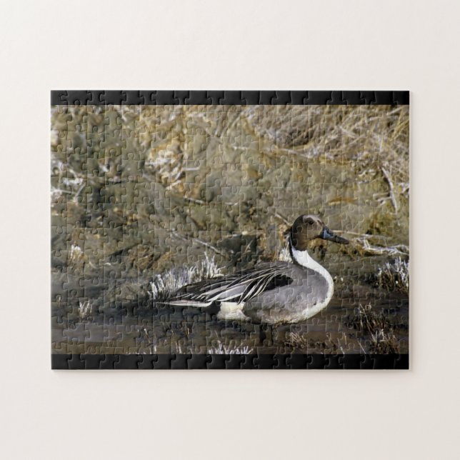 Northern Pintail Duck Jigsaw Puzzle (Horizontal)