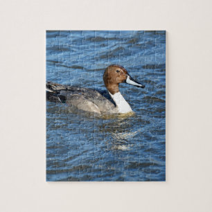 Northern Pintail Duck Jigsaw Puzzle