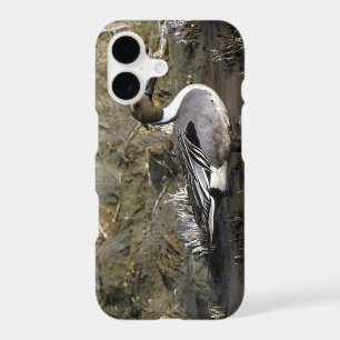 Northern Pintail Duck Lovers