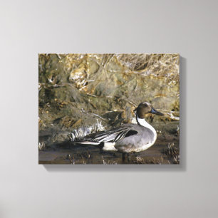 Northern Pintail Duck Lovers Canvas Print