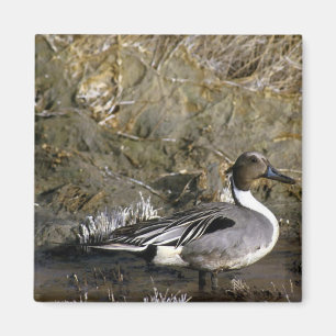 Northern Pintail Duck Magnet