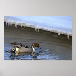 Northern Pintail Duck Photo Poster