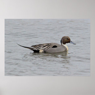 Northern Pintail Duck Photo Poster